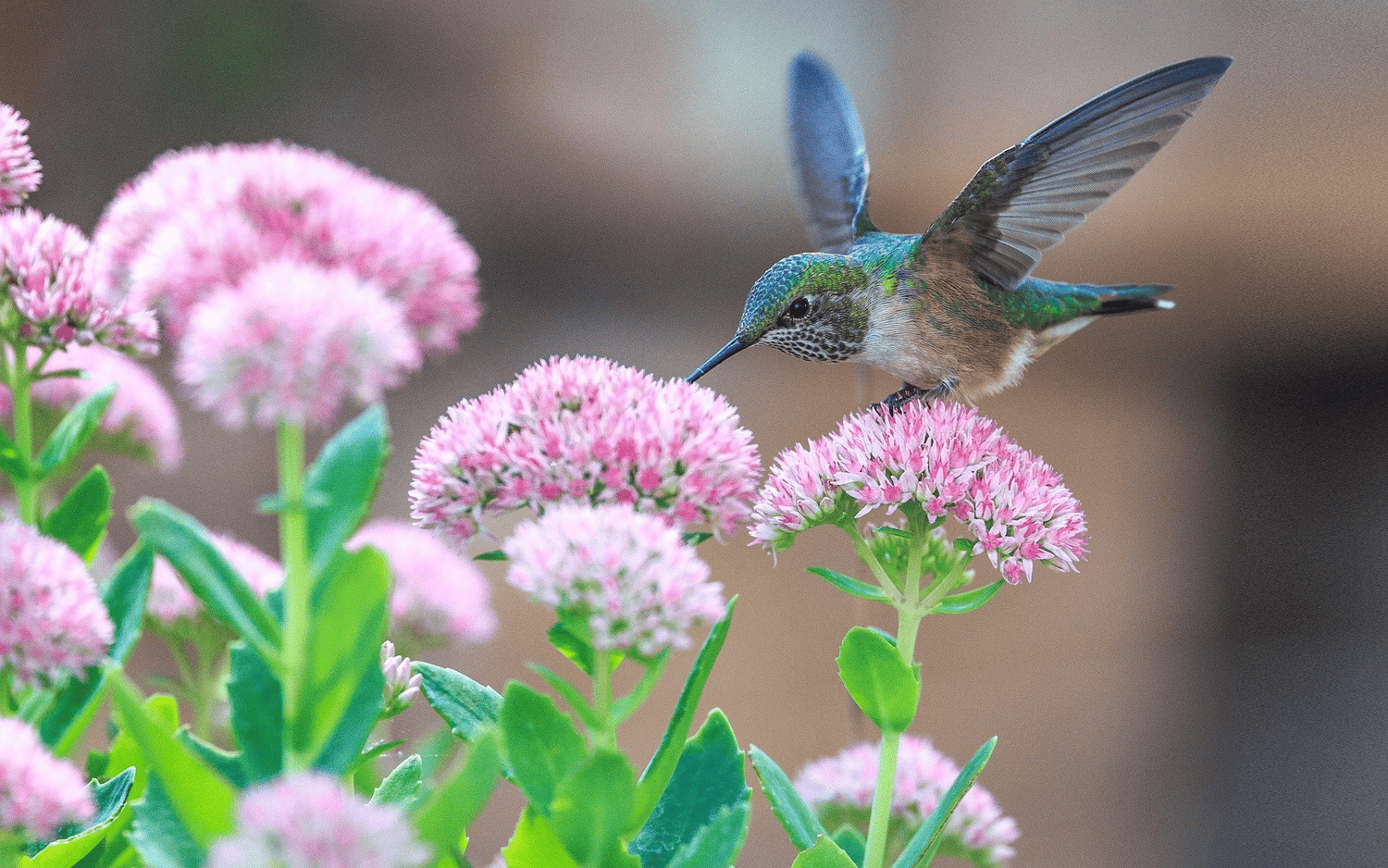 Exploring Hummingbird Designs in Cremation Urns